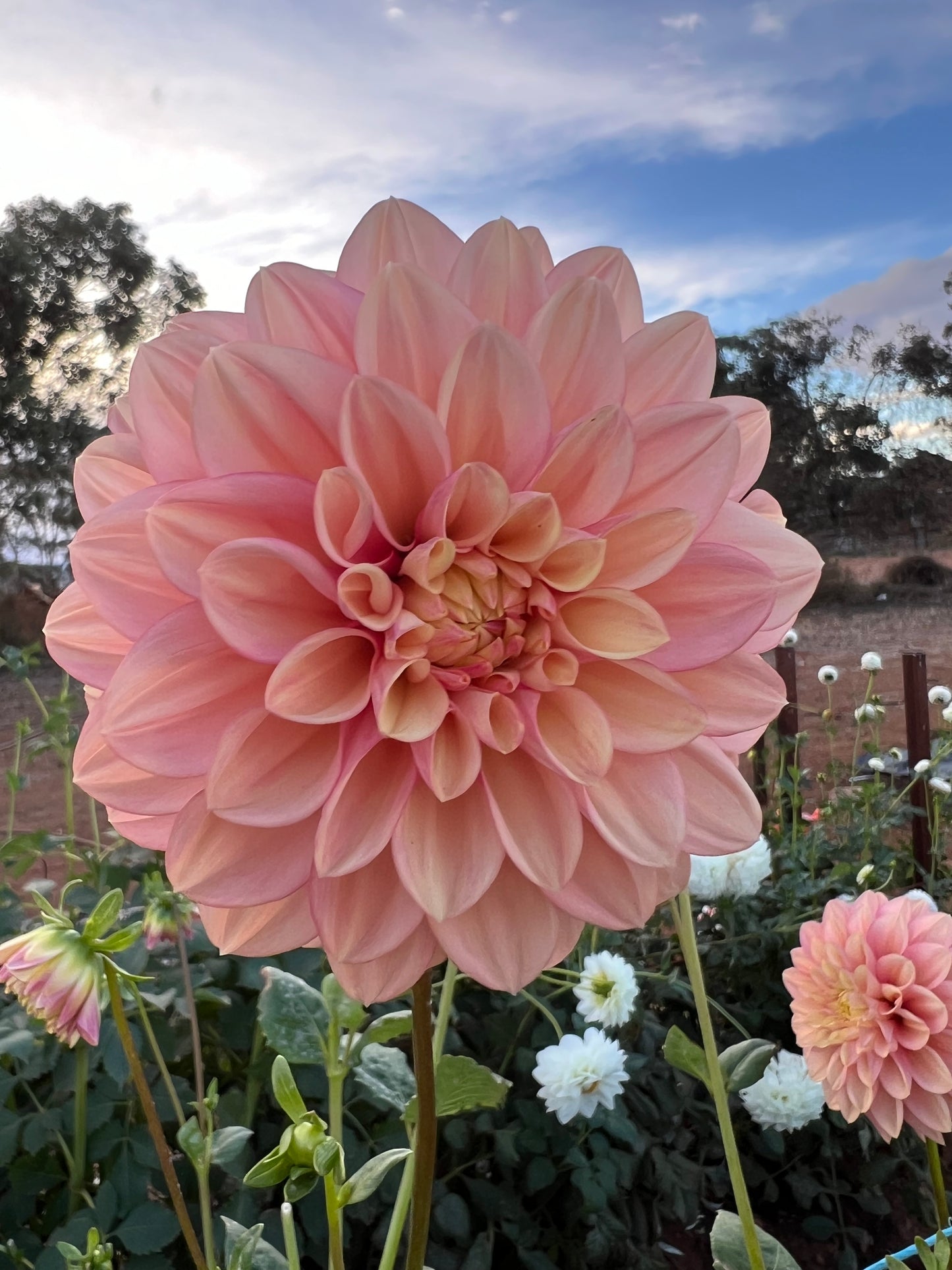 Florelie Kindness 5 Pack