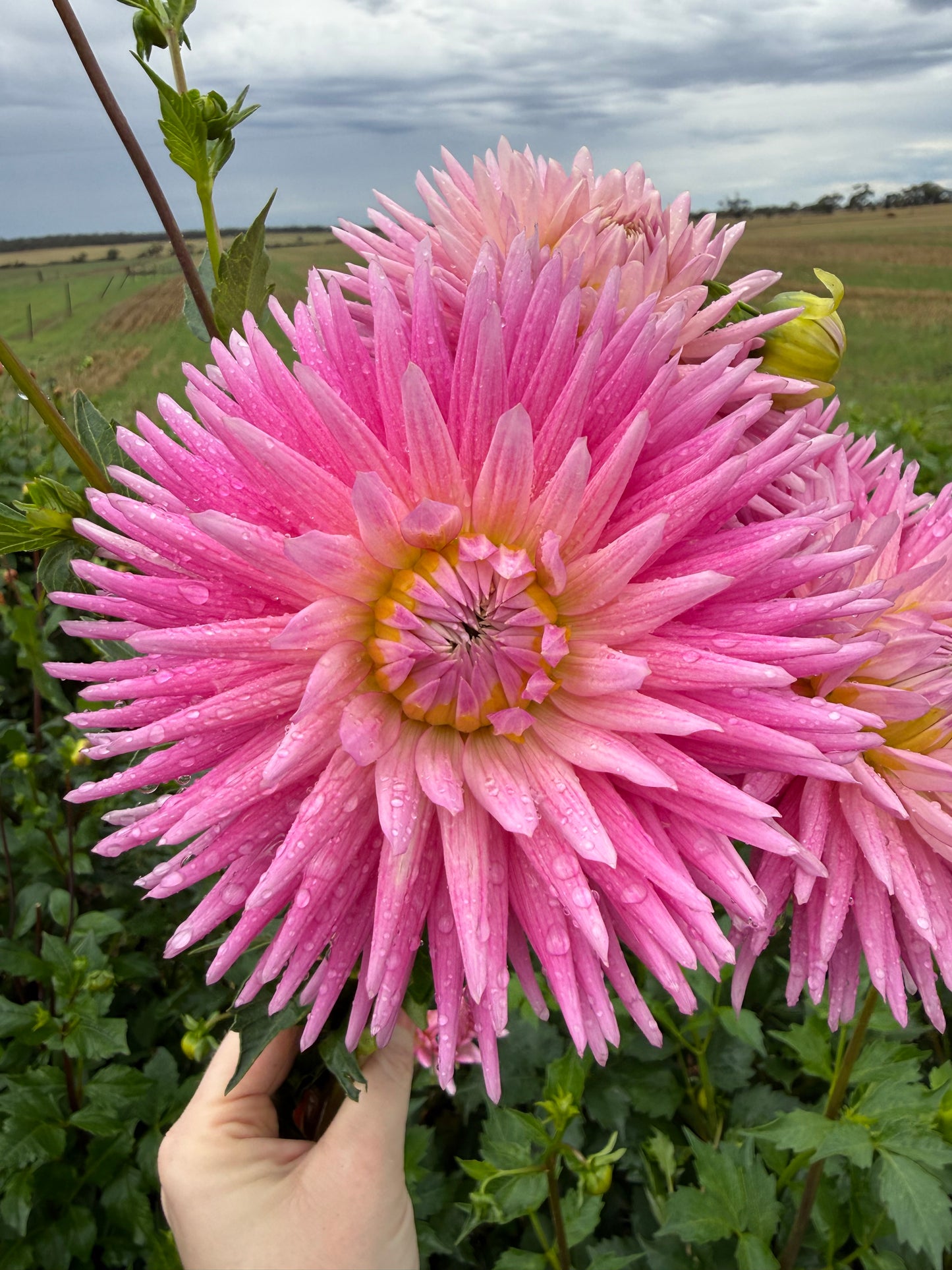 Unknown Pink Cactus