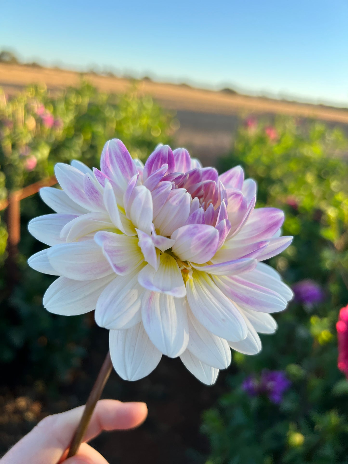 Kelgai Ann - 1 per household