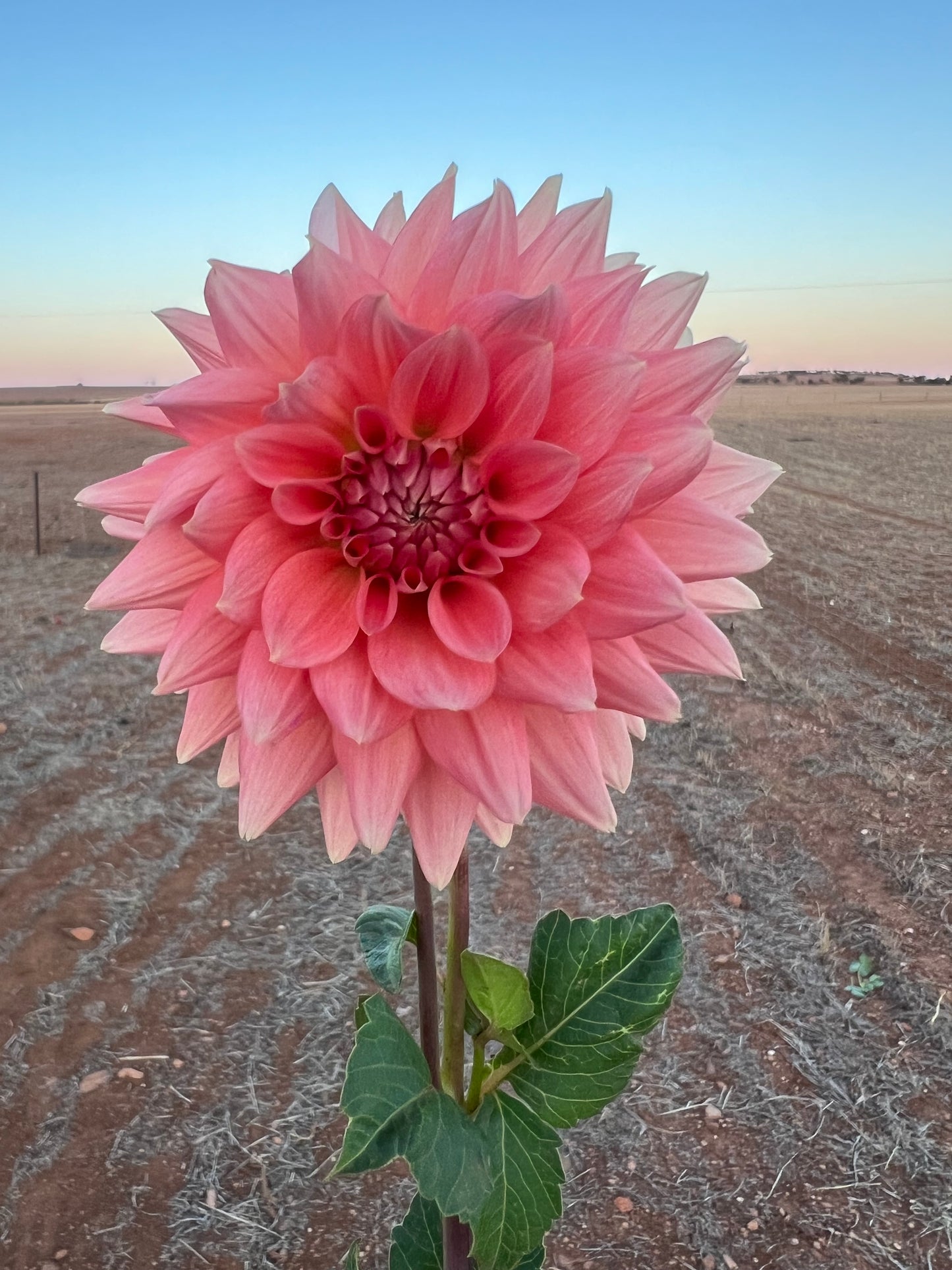 African Peach