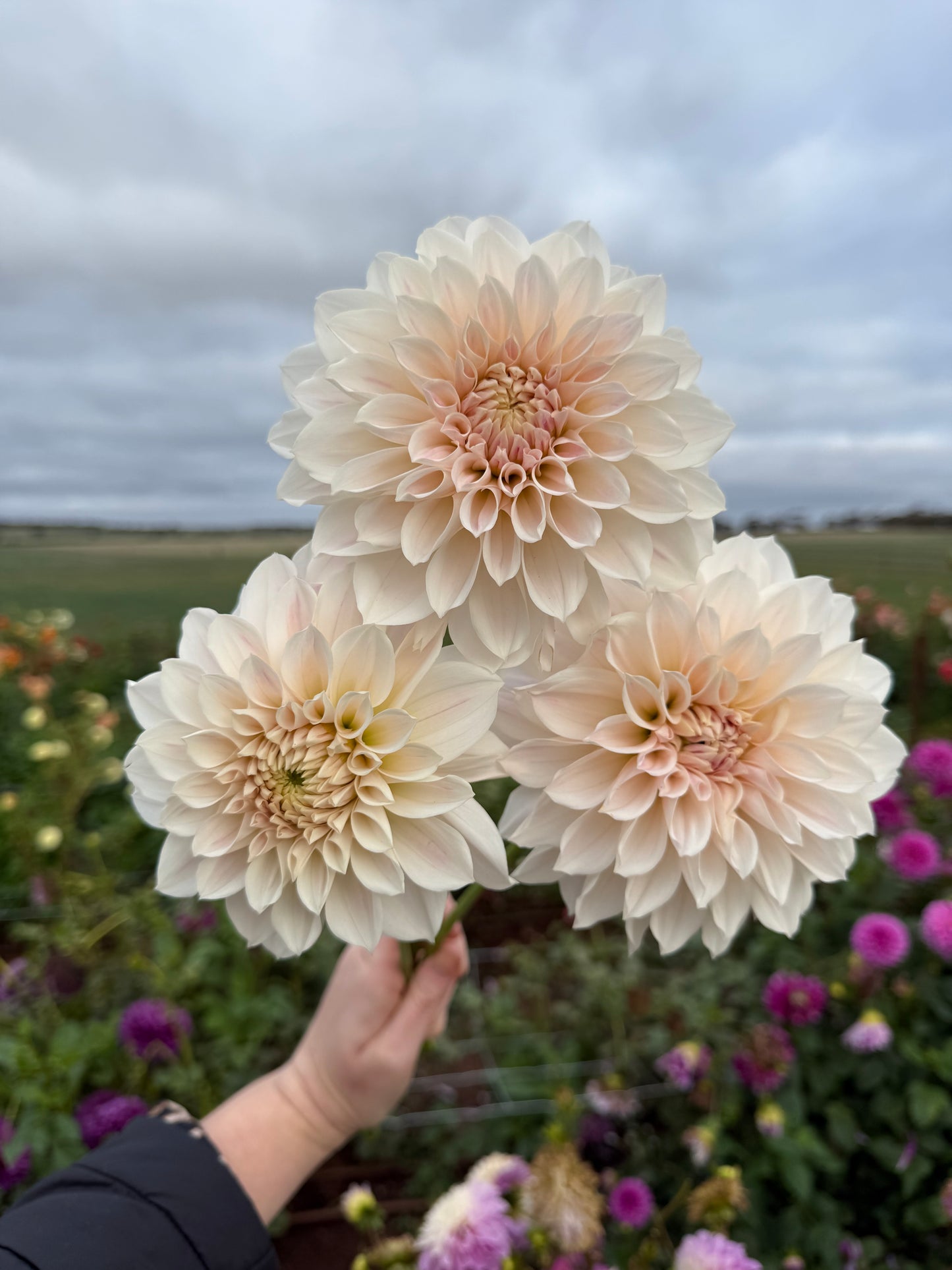 Everbloom First Dance