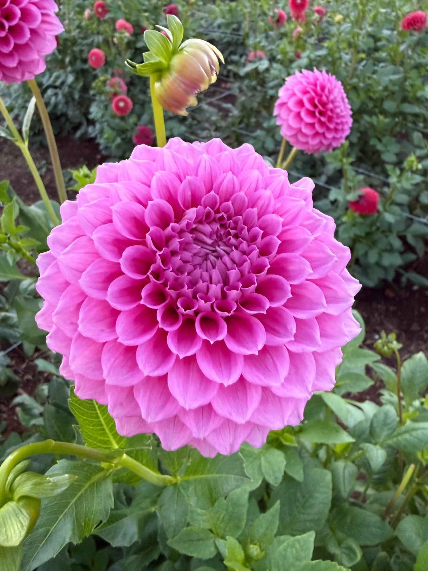 Bracken Rose