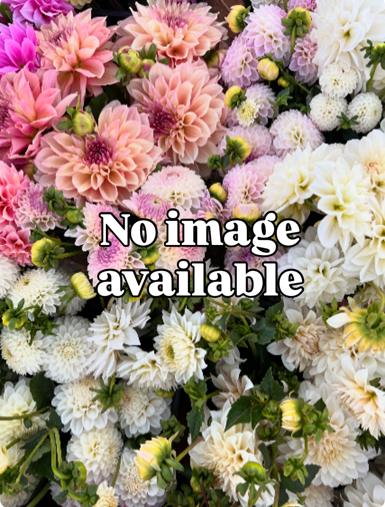 Avoca Amanda - ugly ducking stock