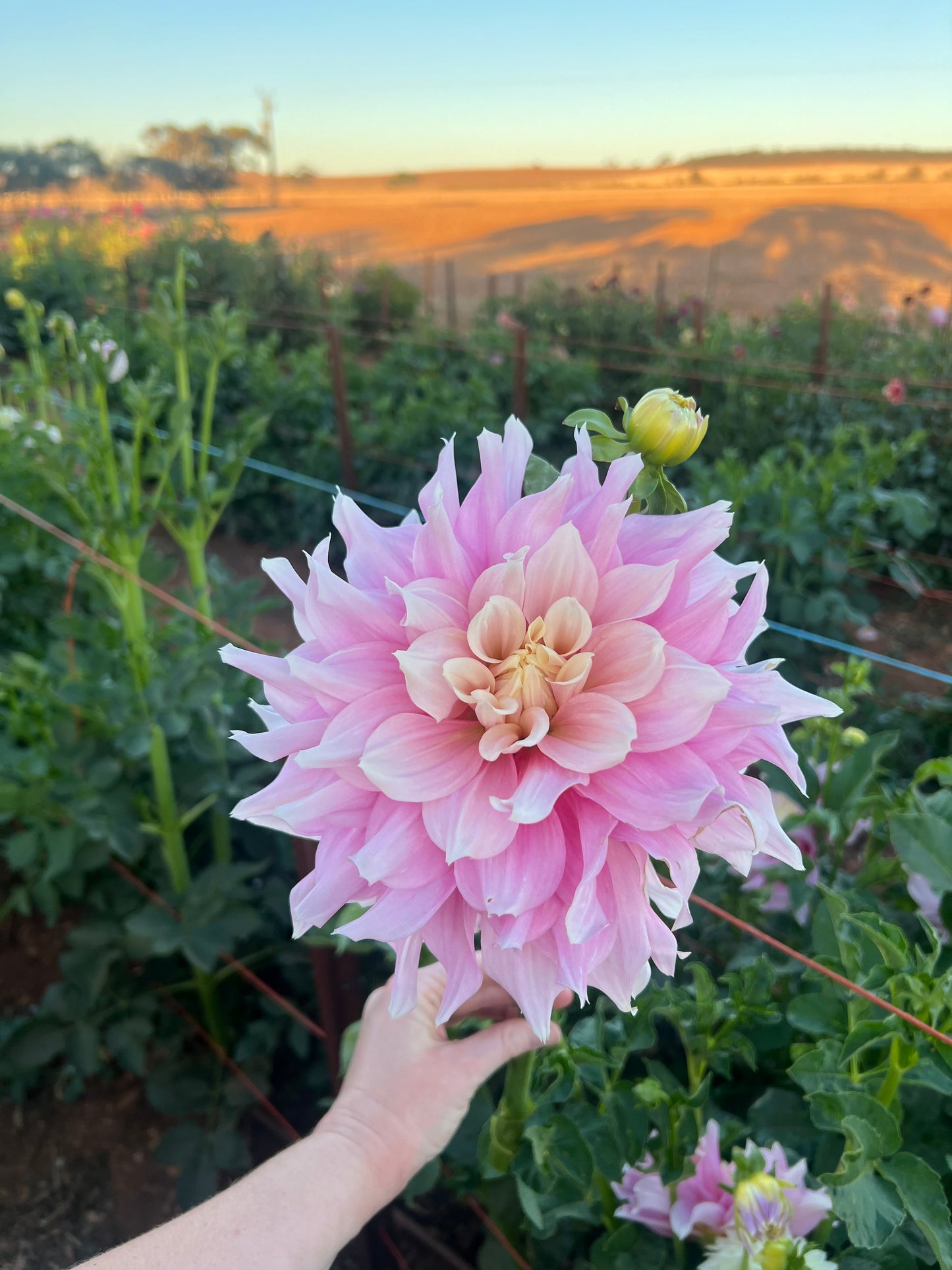 Cerise Rosebud