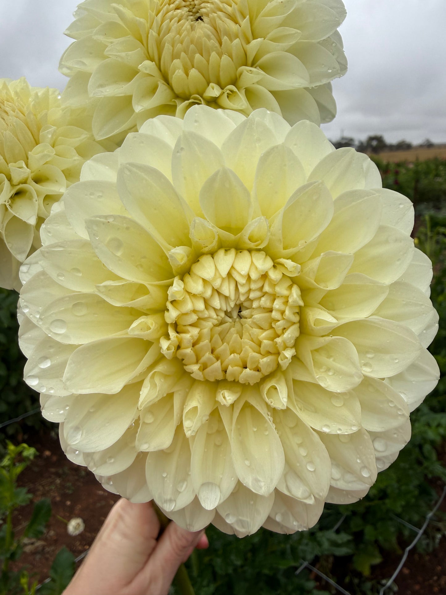 Boundary Snowflake