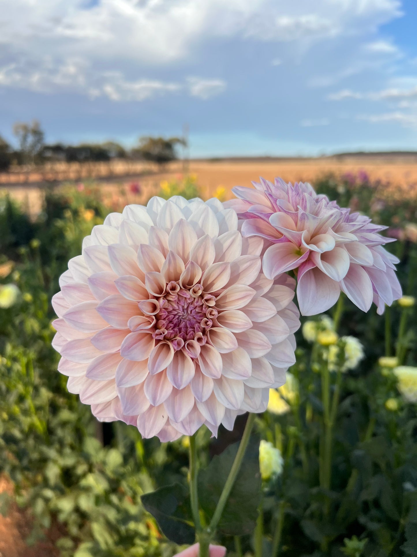 Florelie Antique
