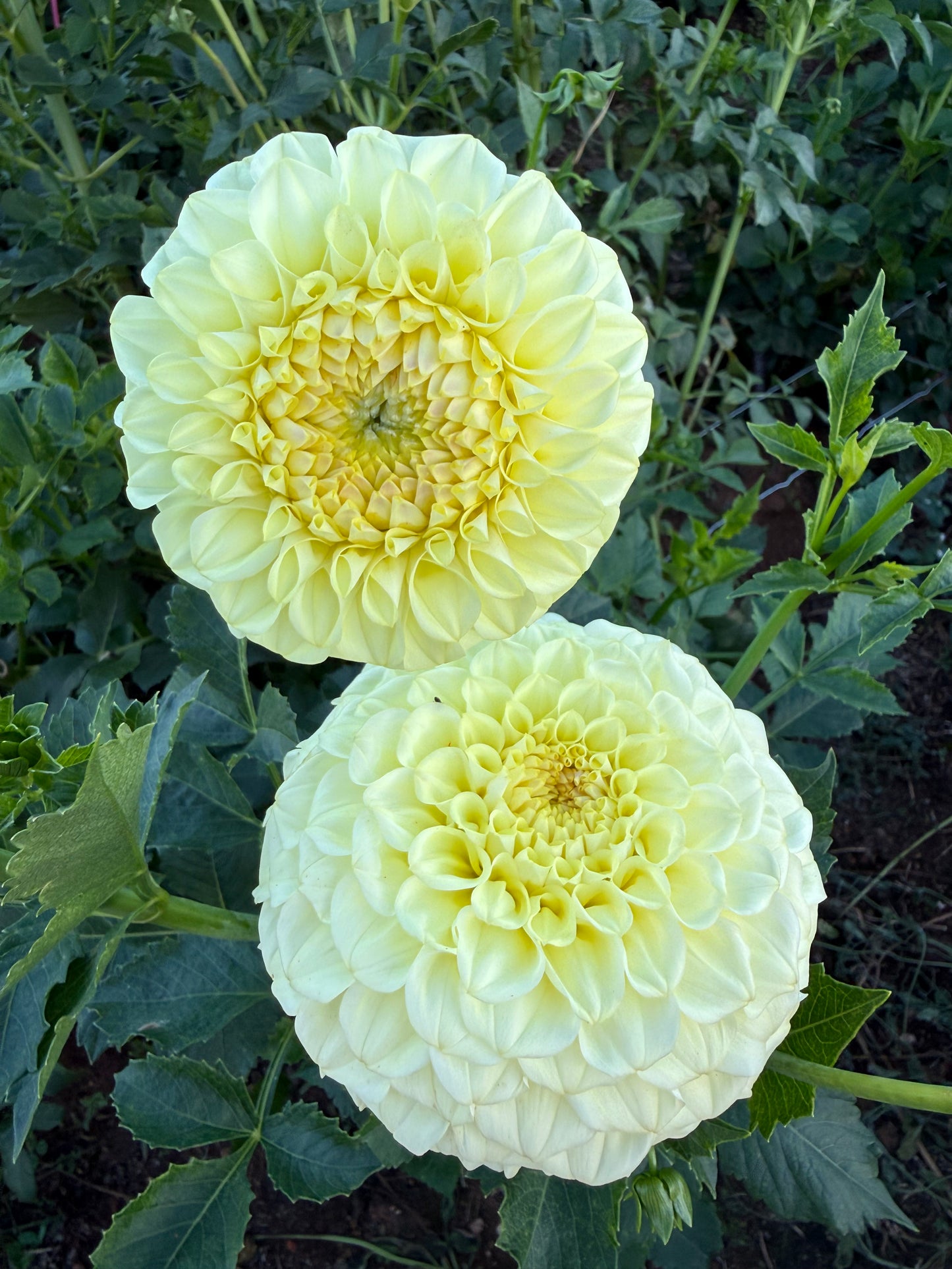 Florelie Winter Sunshine