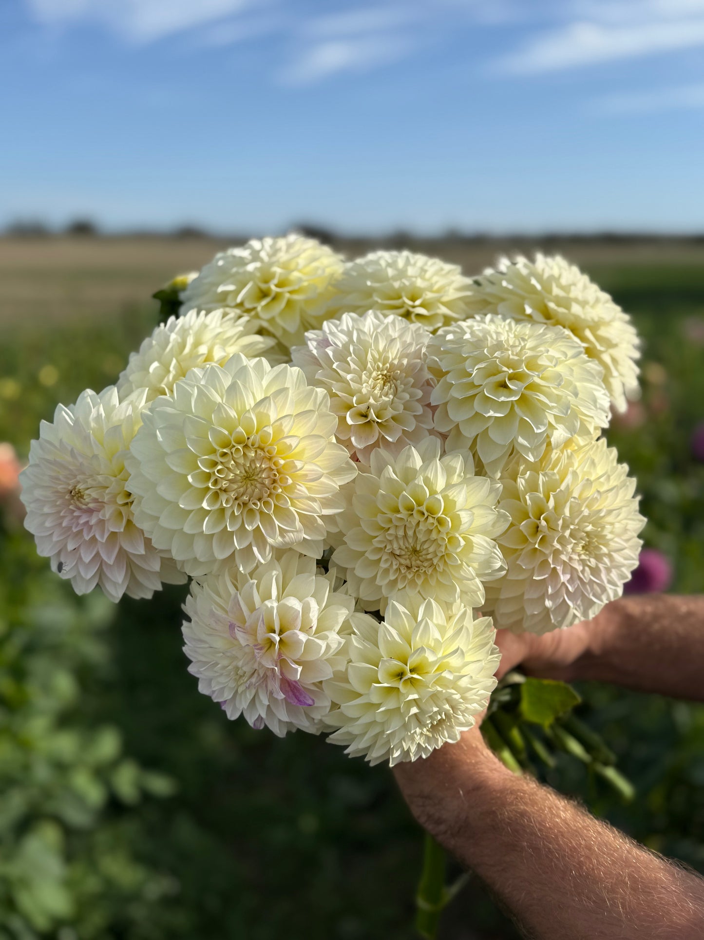 Florelie Grace Seeds