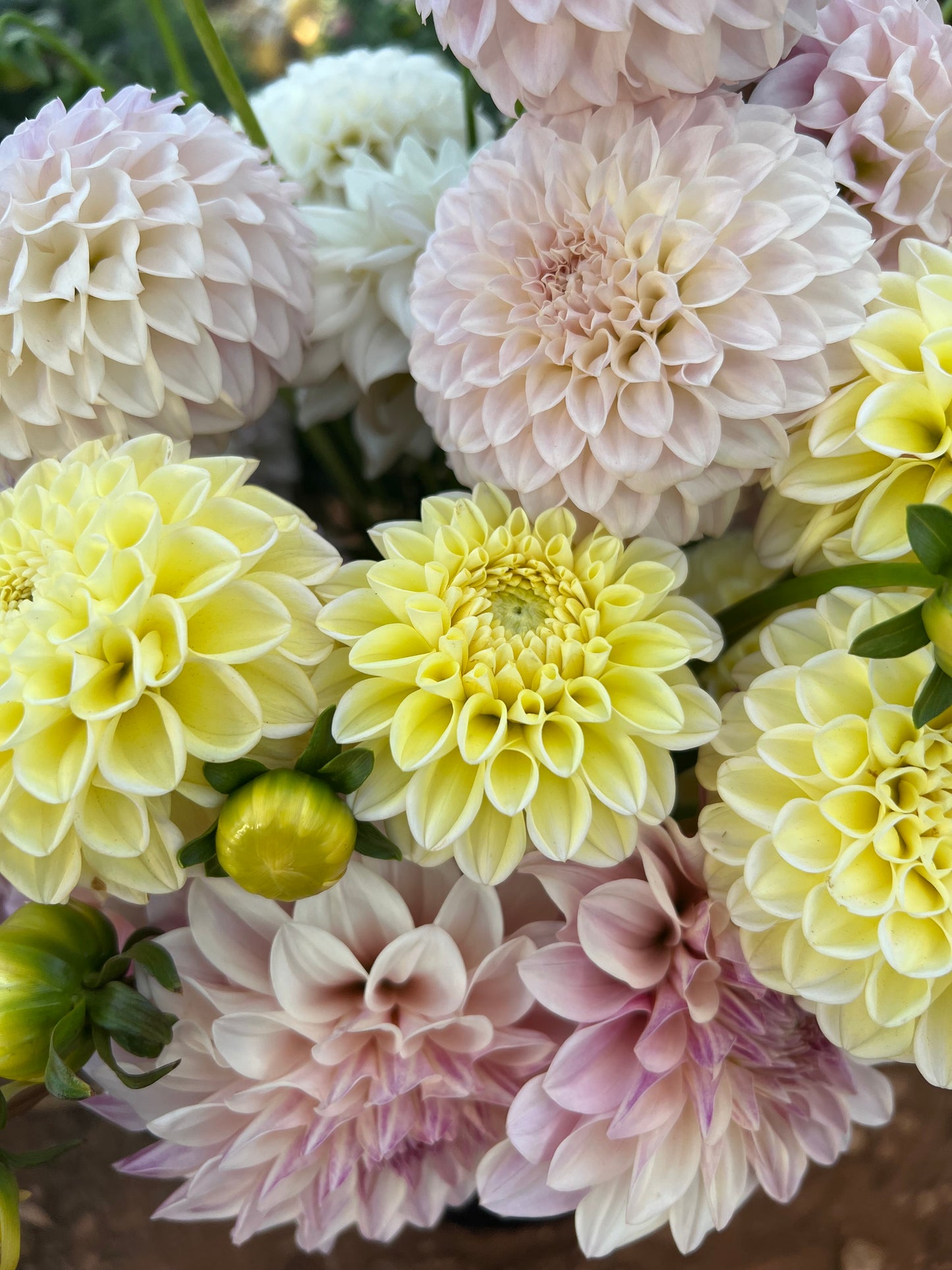 Gosia Pastello (Limit of 1 per household)