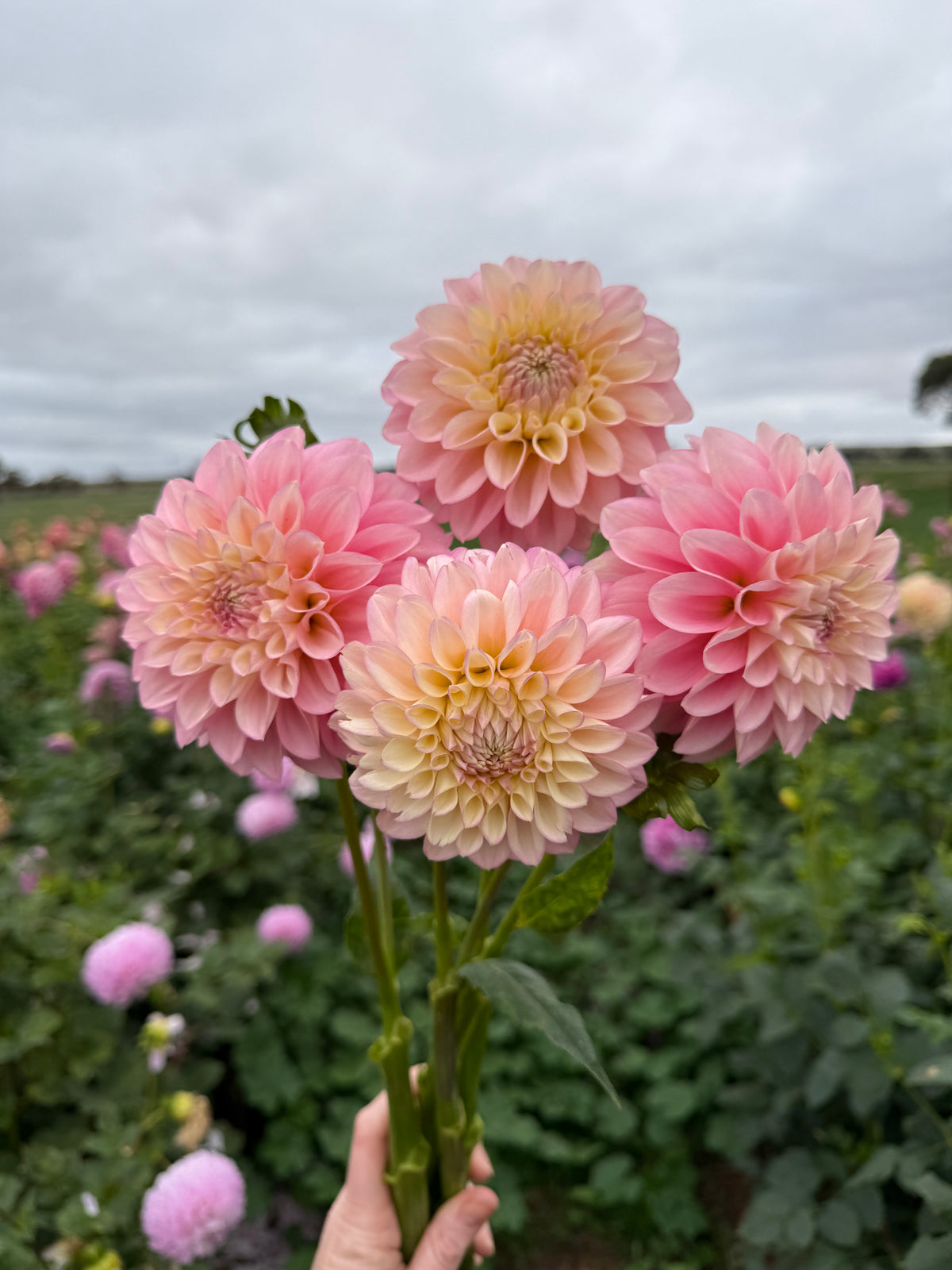 Florelie Pirouette