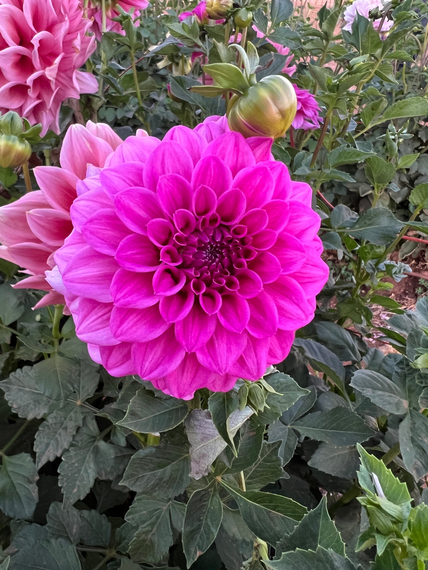 Pink Panther (N/A 2025)