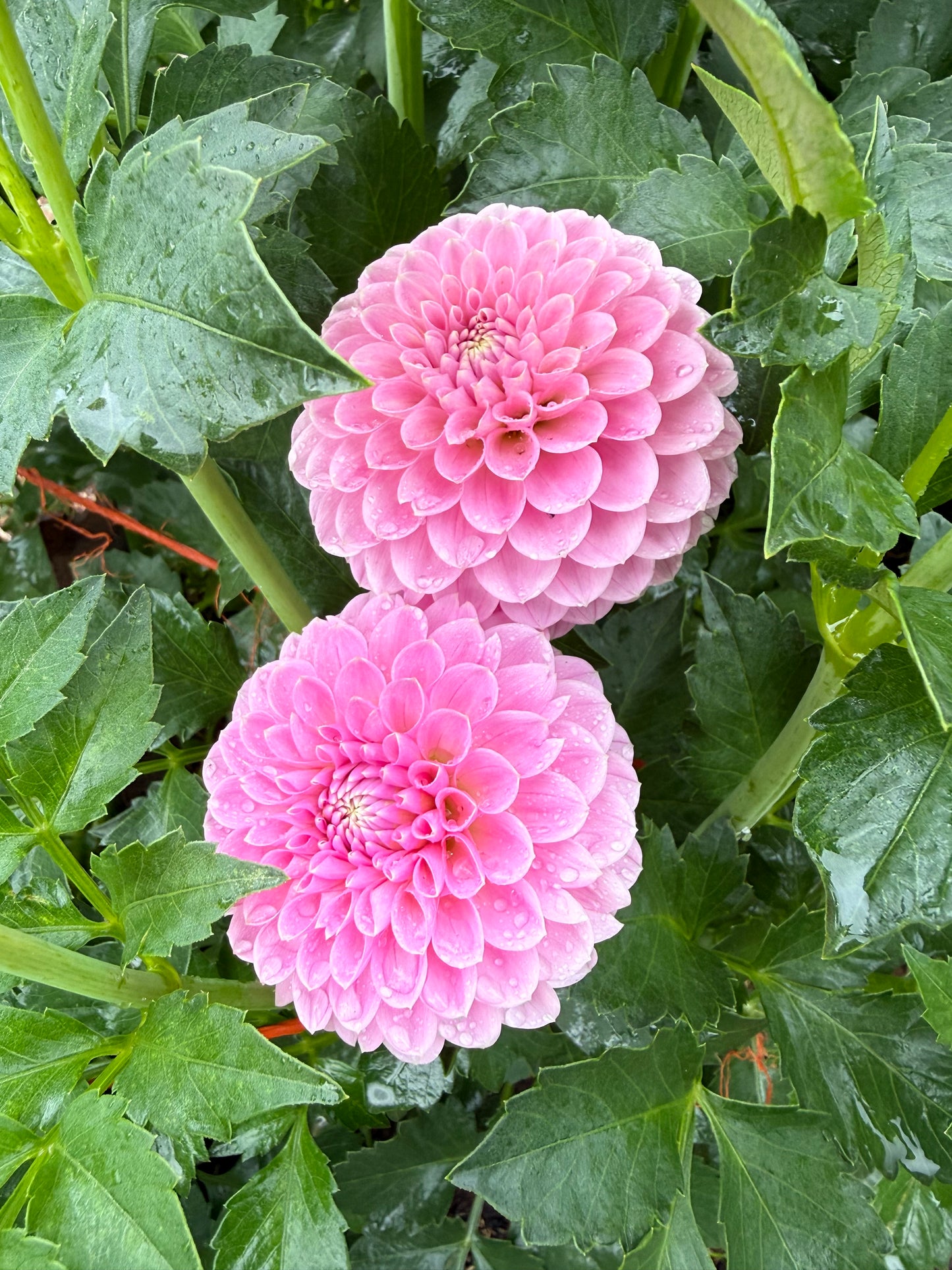 Trevallyn Pink Lady