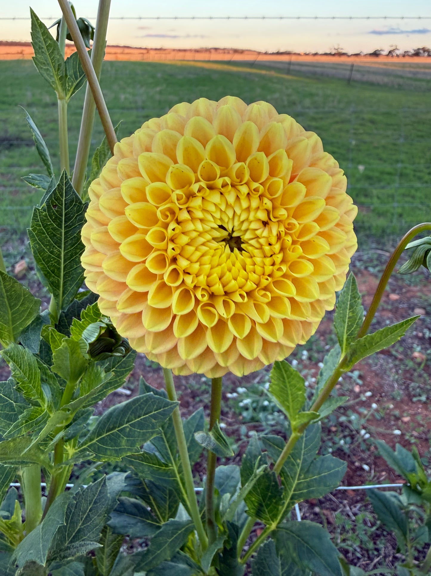 Alfie’s Marigold