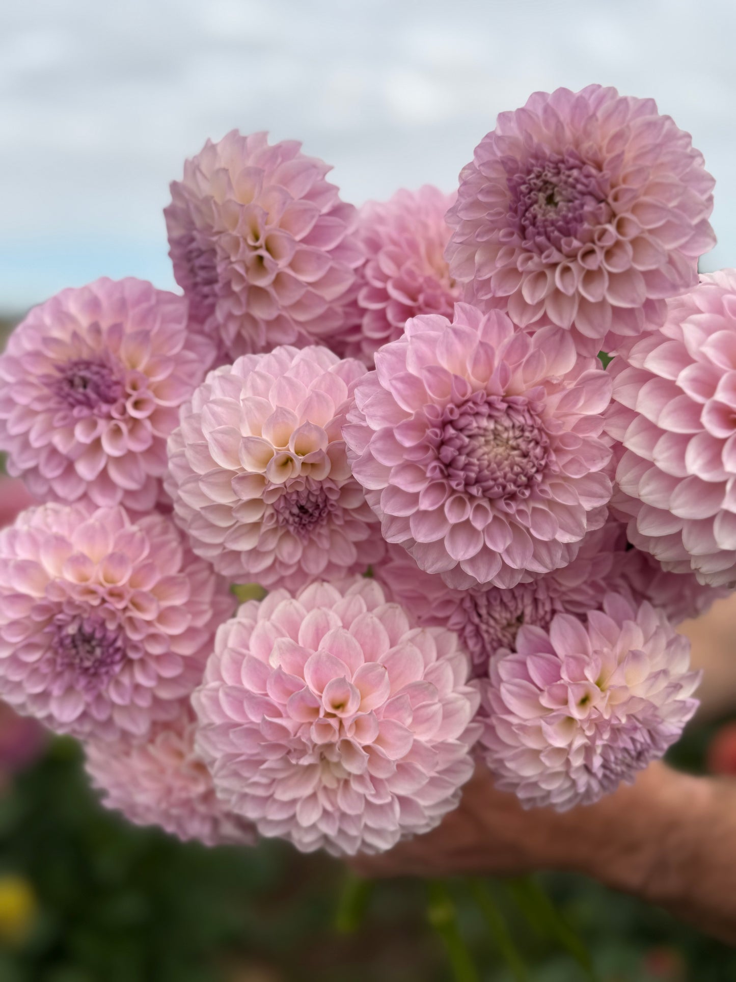 Glenmarc Devine Seeds