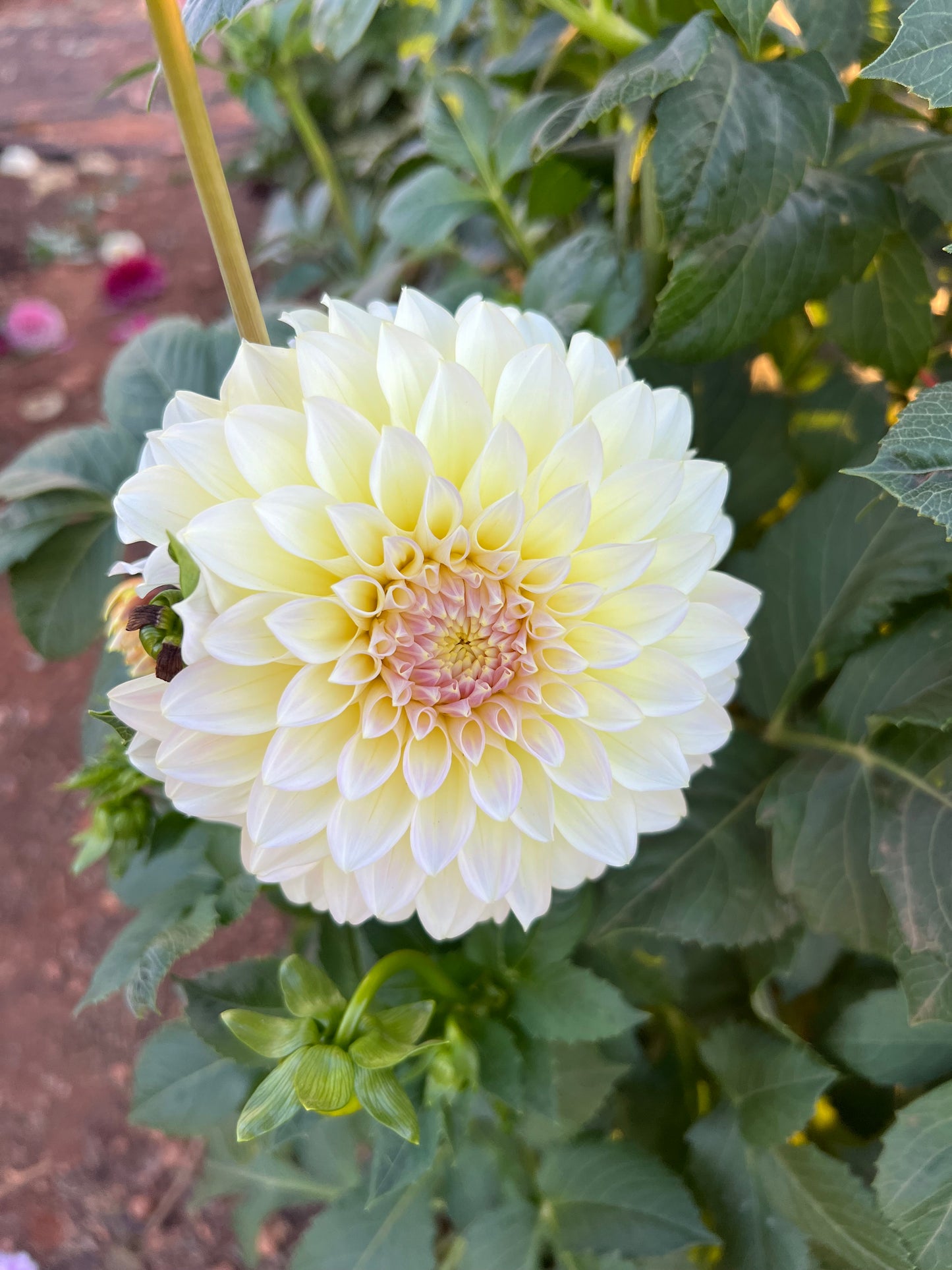 Florelie Grace (N/A 2025)