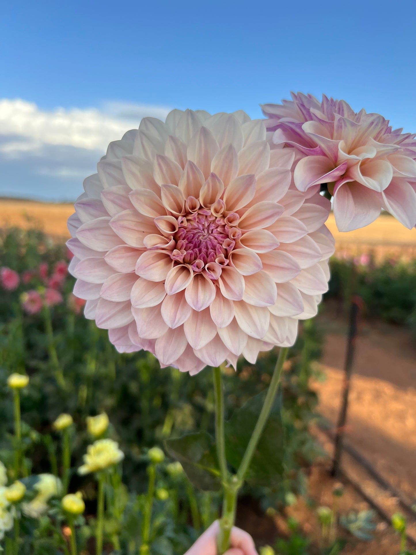 Florelie Antique