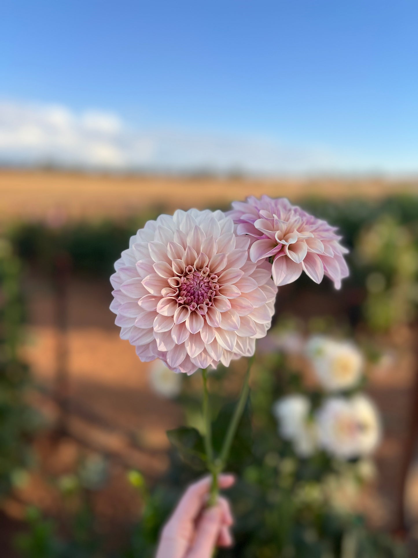 Florelie Antique