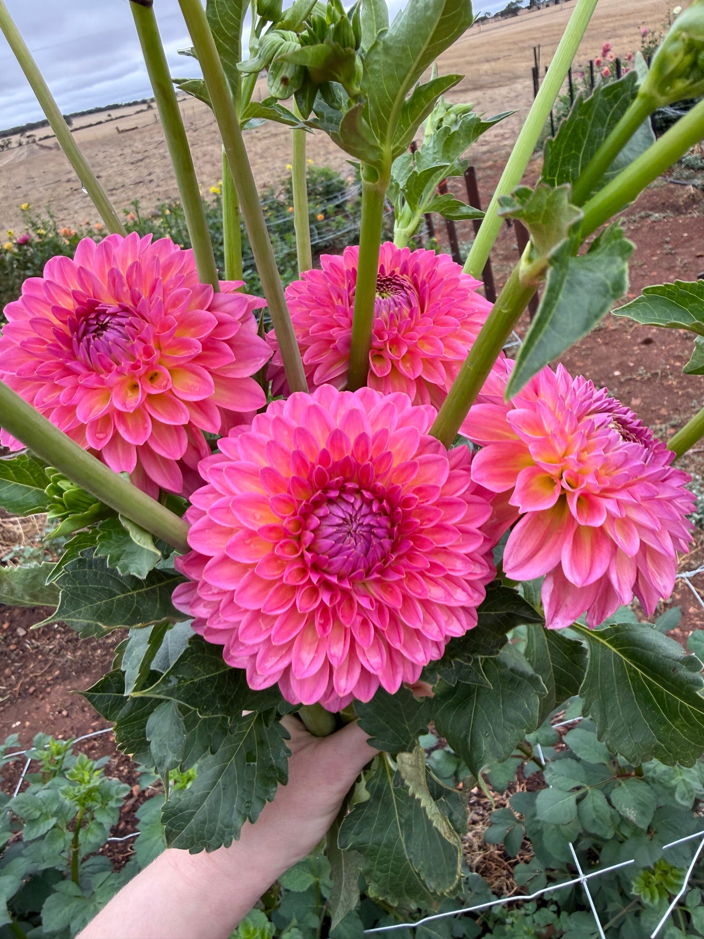 Pink Suffusion