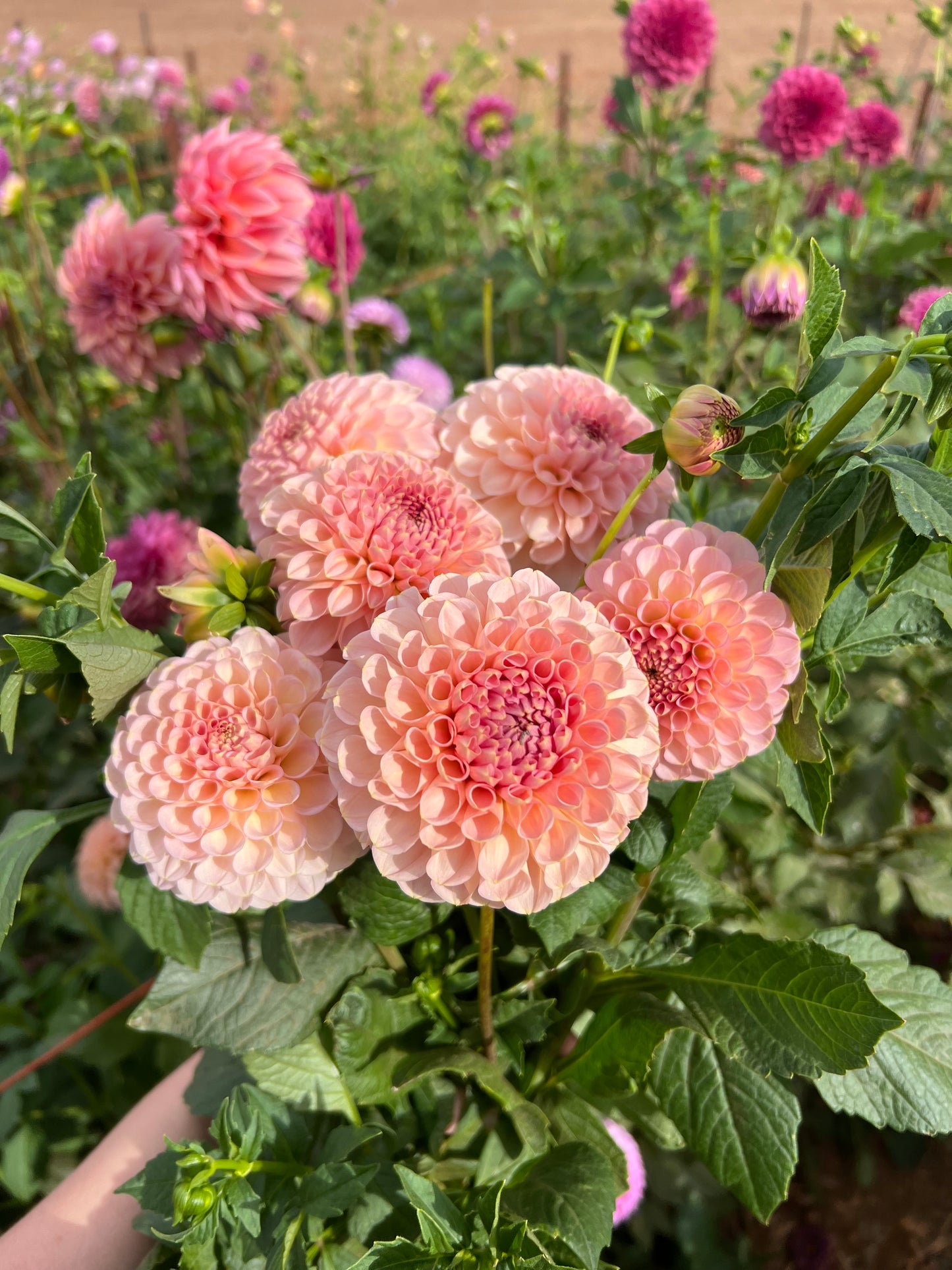 Salmon Joy