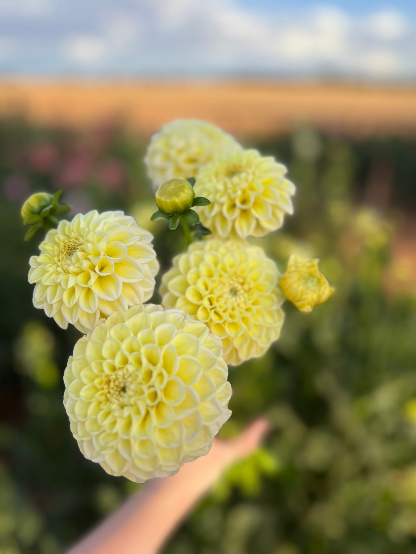 Gosia Pastello (Limit of 1 per household)