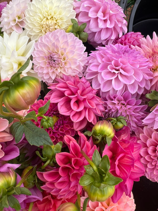 Dahlia Pack 3