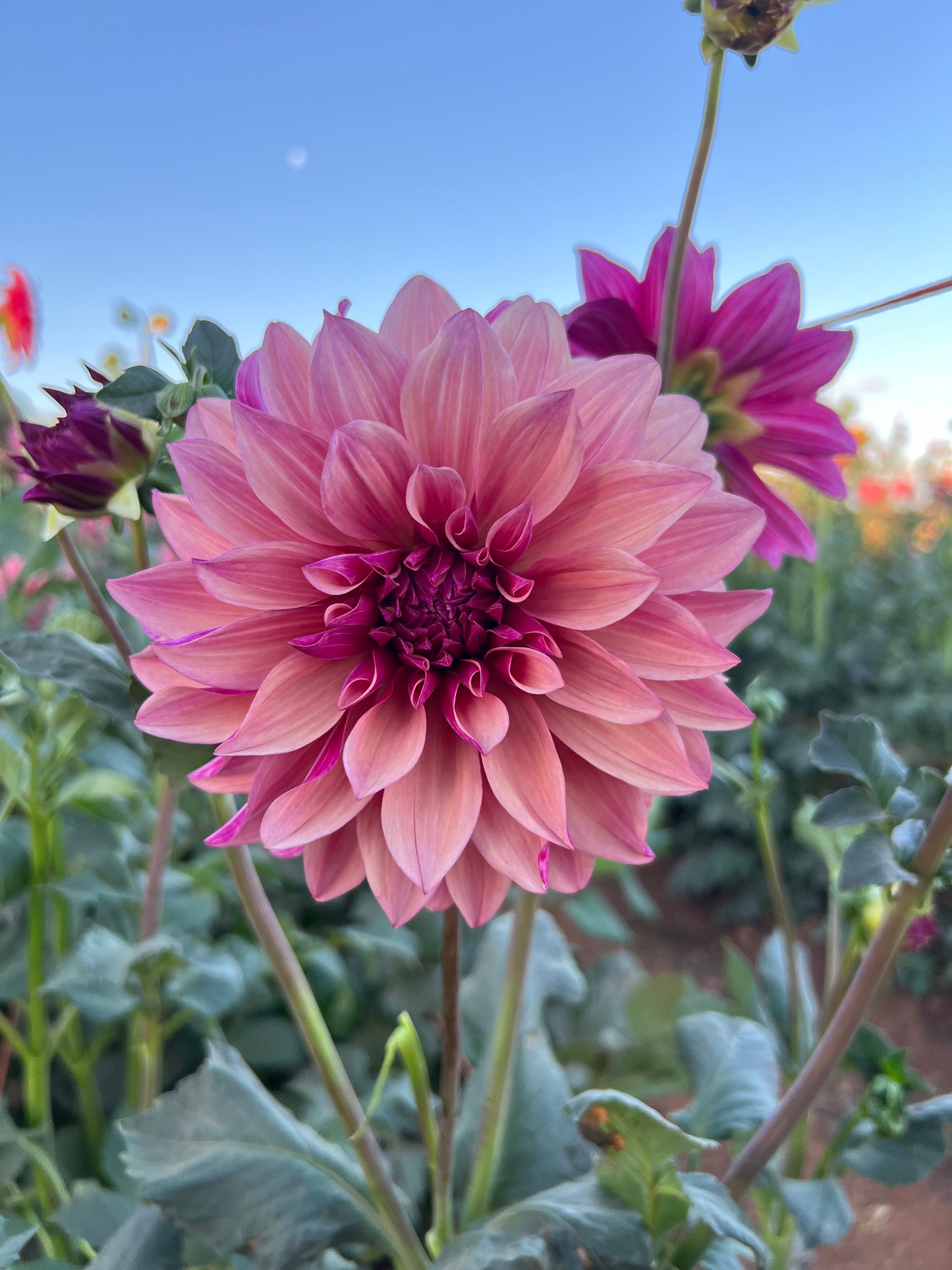 Everbloom Rosè
