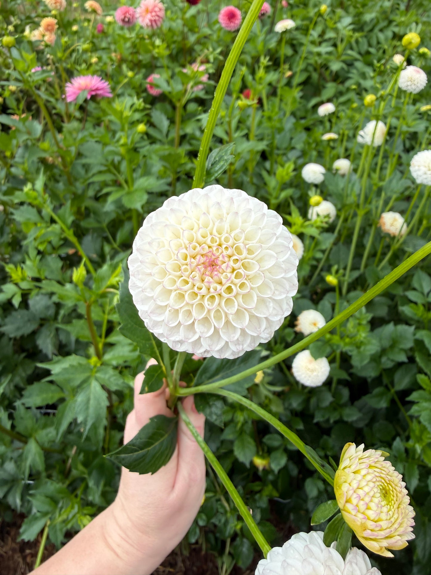 Small World