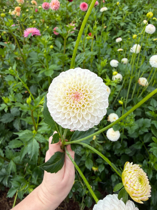 Small World