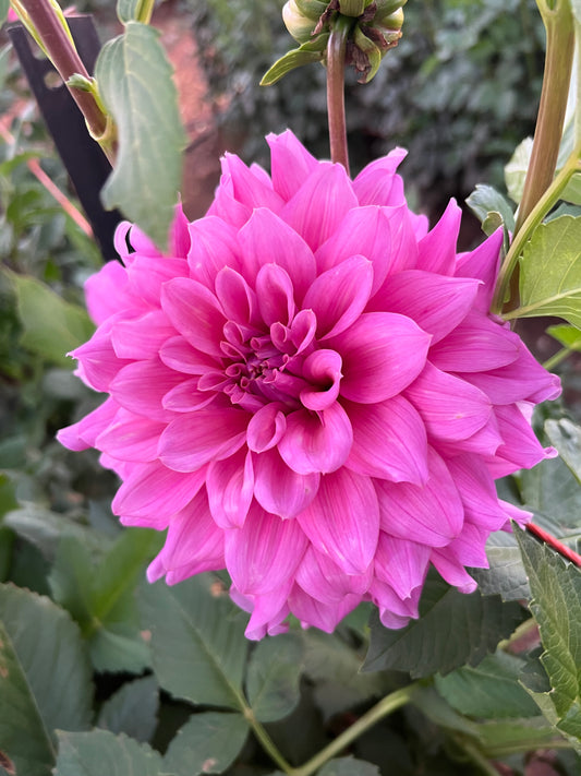 Lileah Caramel Rose