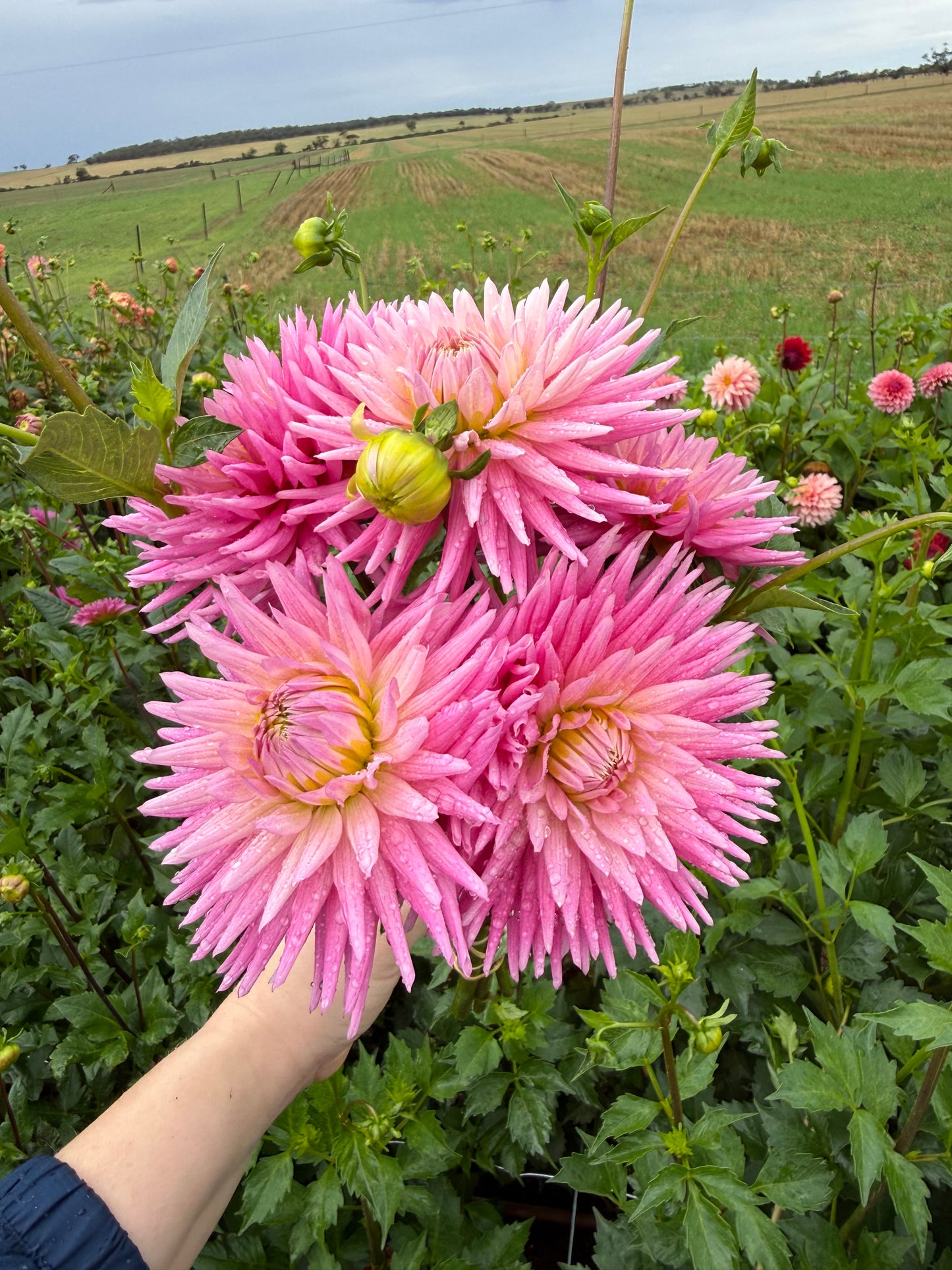 Unknown Pink Cactus