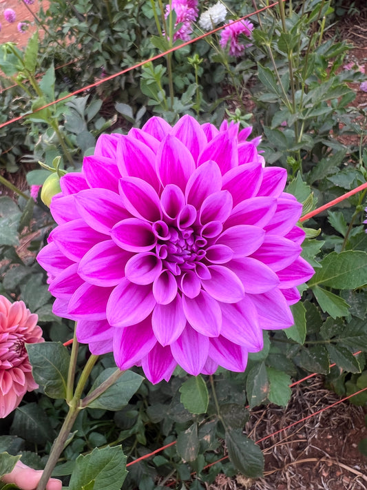 Florelie Jeanette