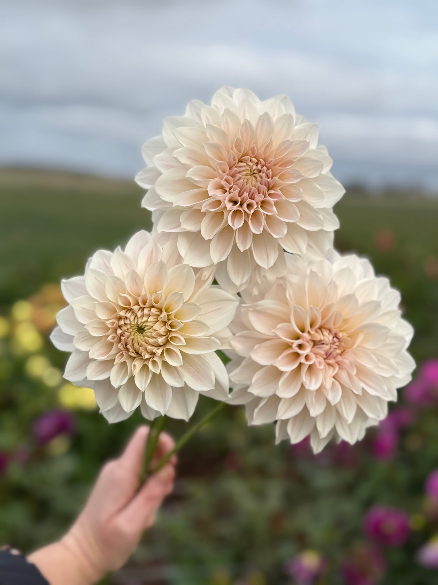 Everbloom First Dance