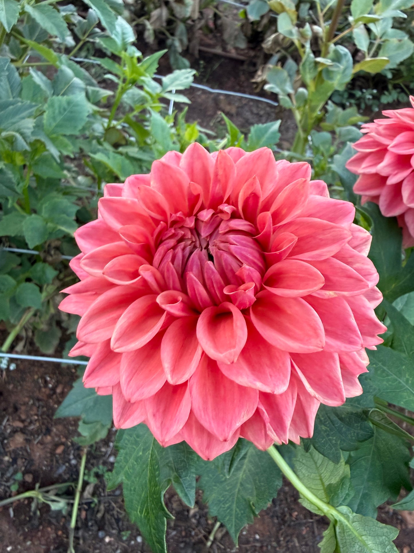 Florelie Paradise