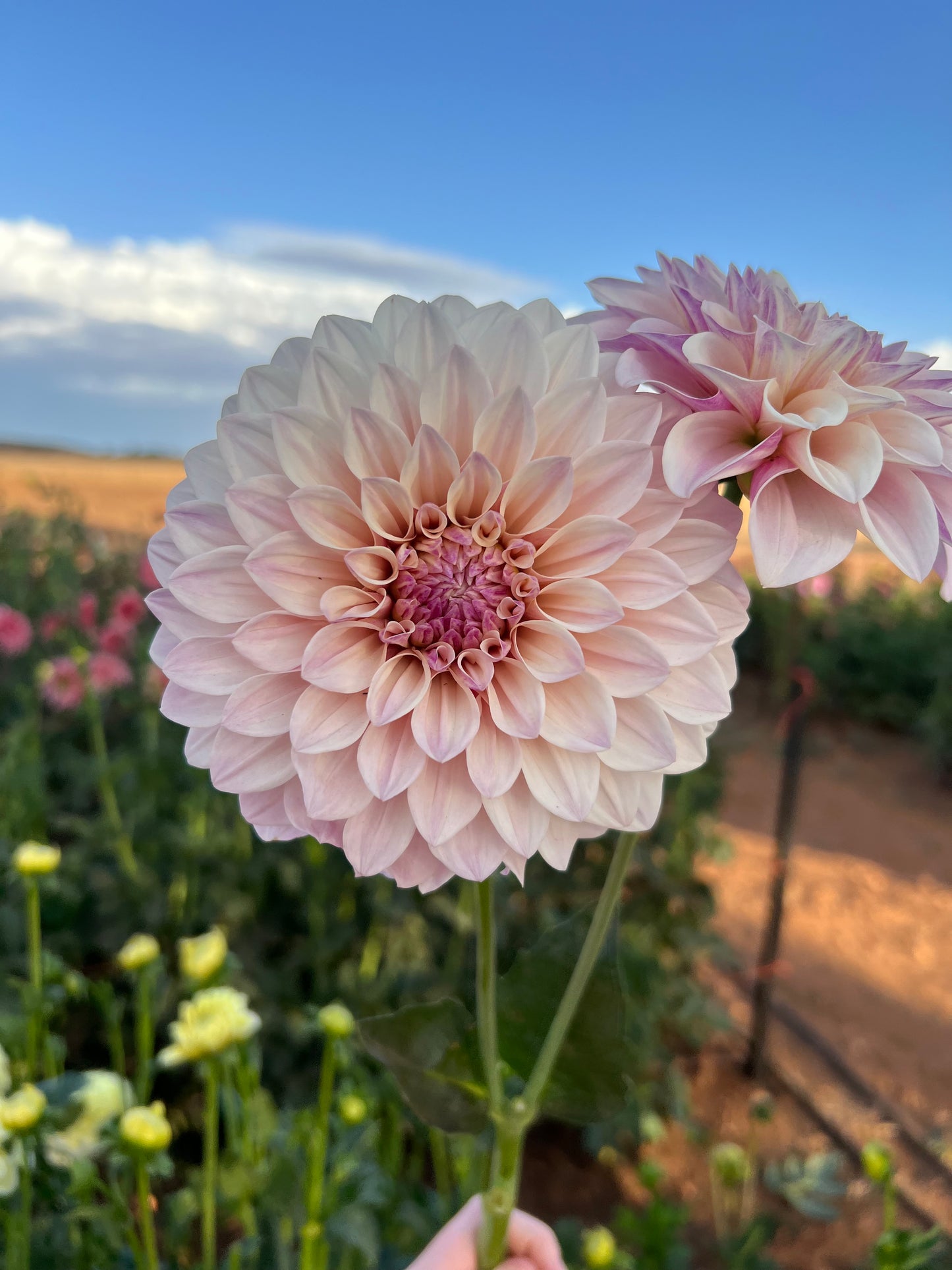 Florelie Antique Seeds