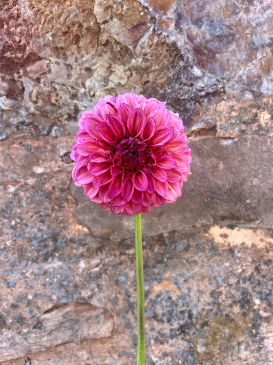 Devon Opaline