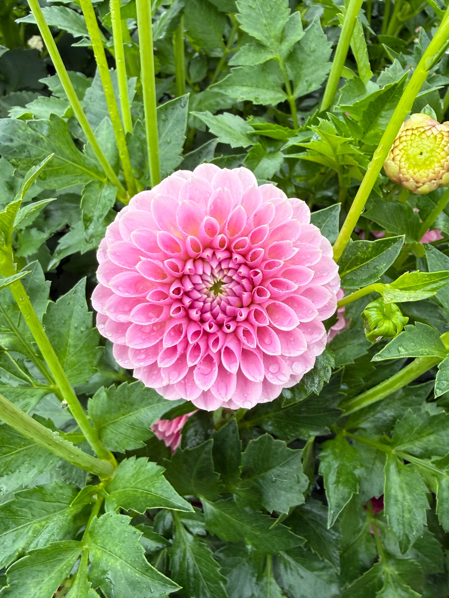 Trevallyn Pink Lady