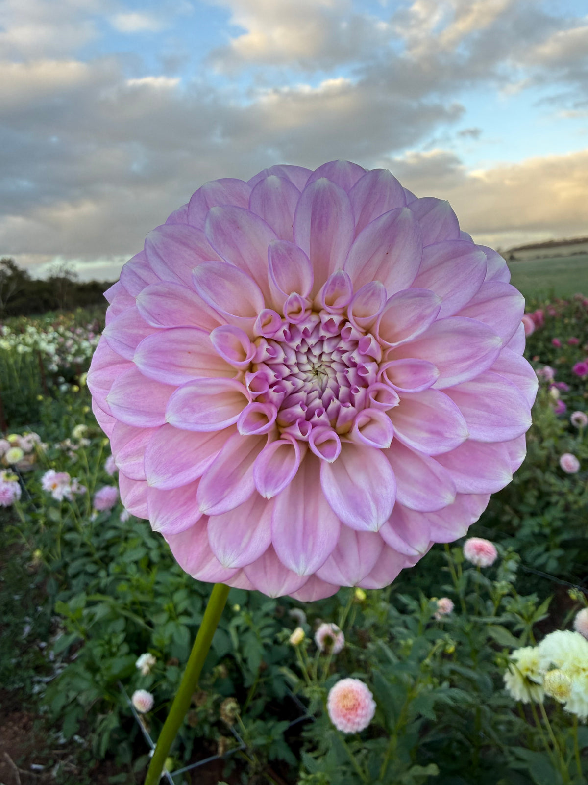 Lady Catherine (LIMIT OF 1 per person)