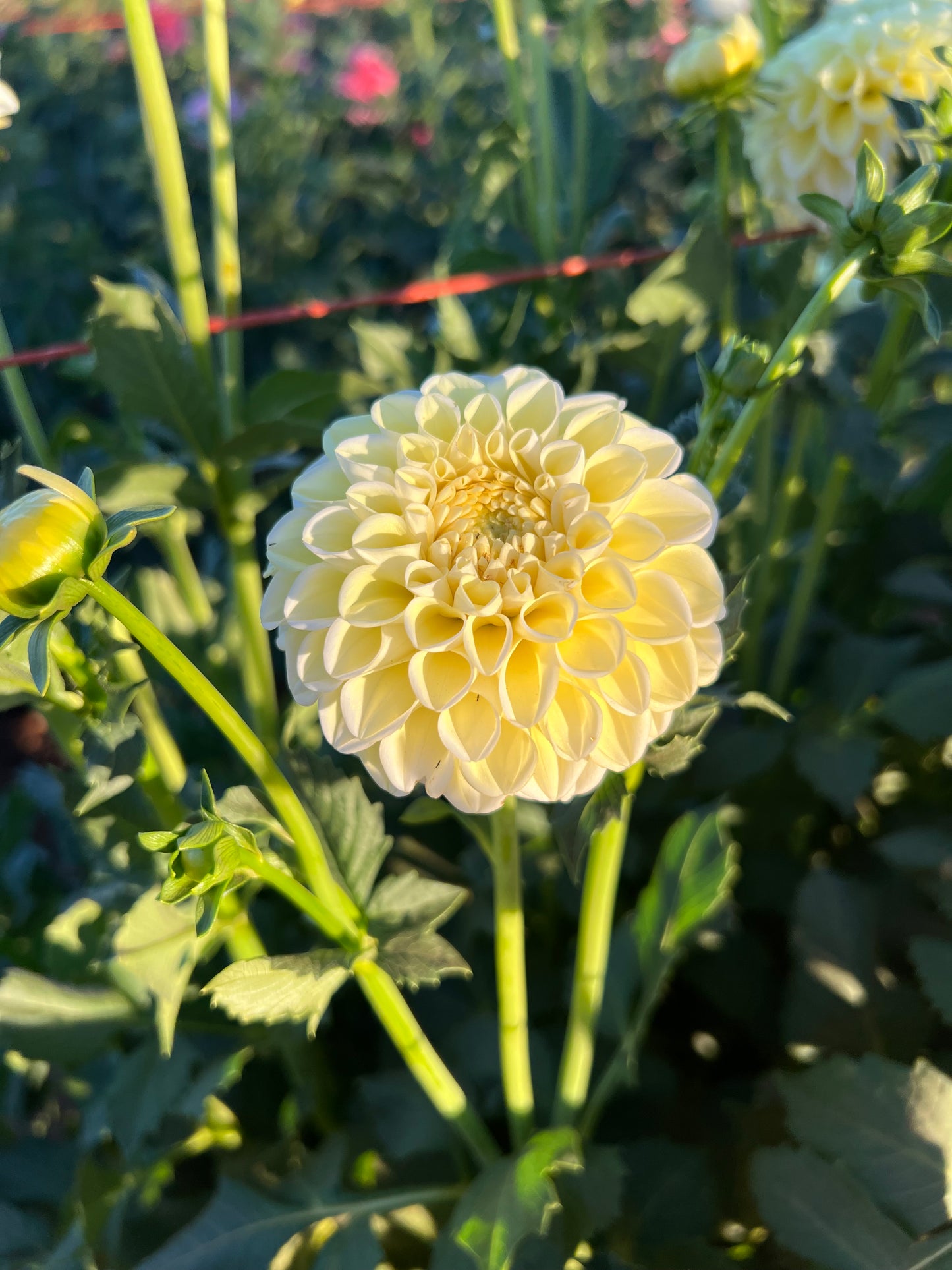 Gosia Pastello (Limit of 1 per household)