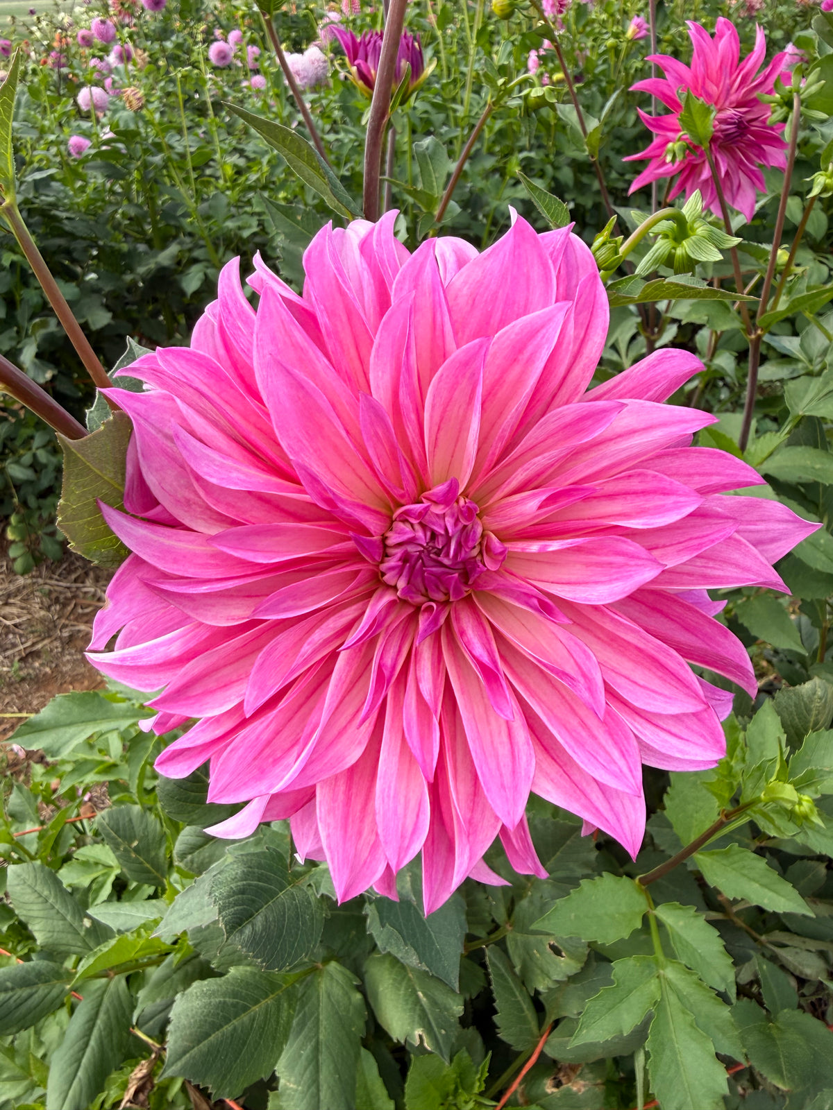 Florelie Megan