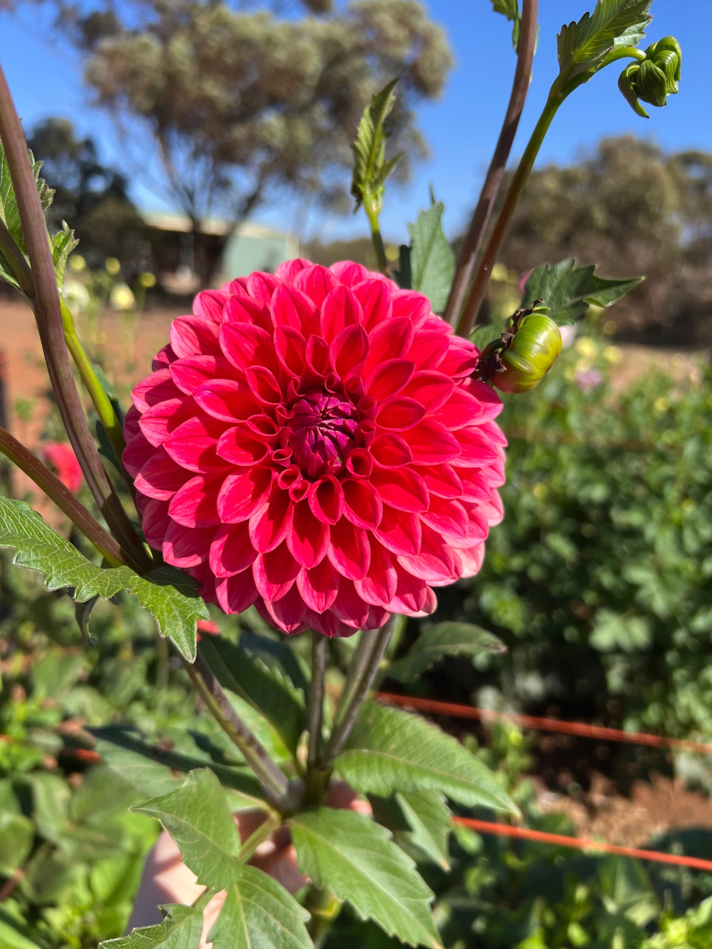 Warraview Watermelon