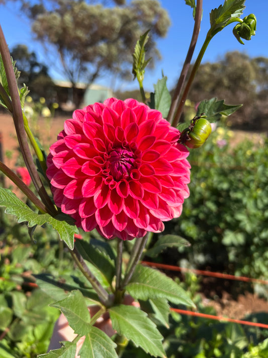 Warraview Watermelon