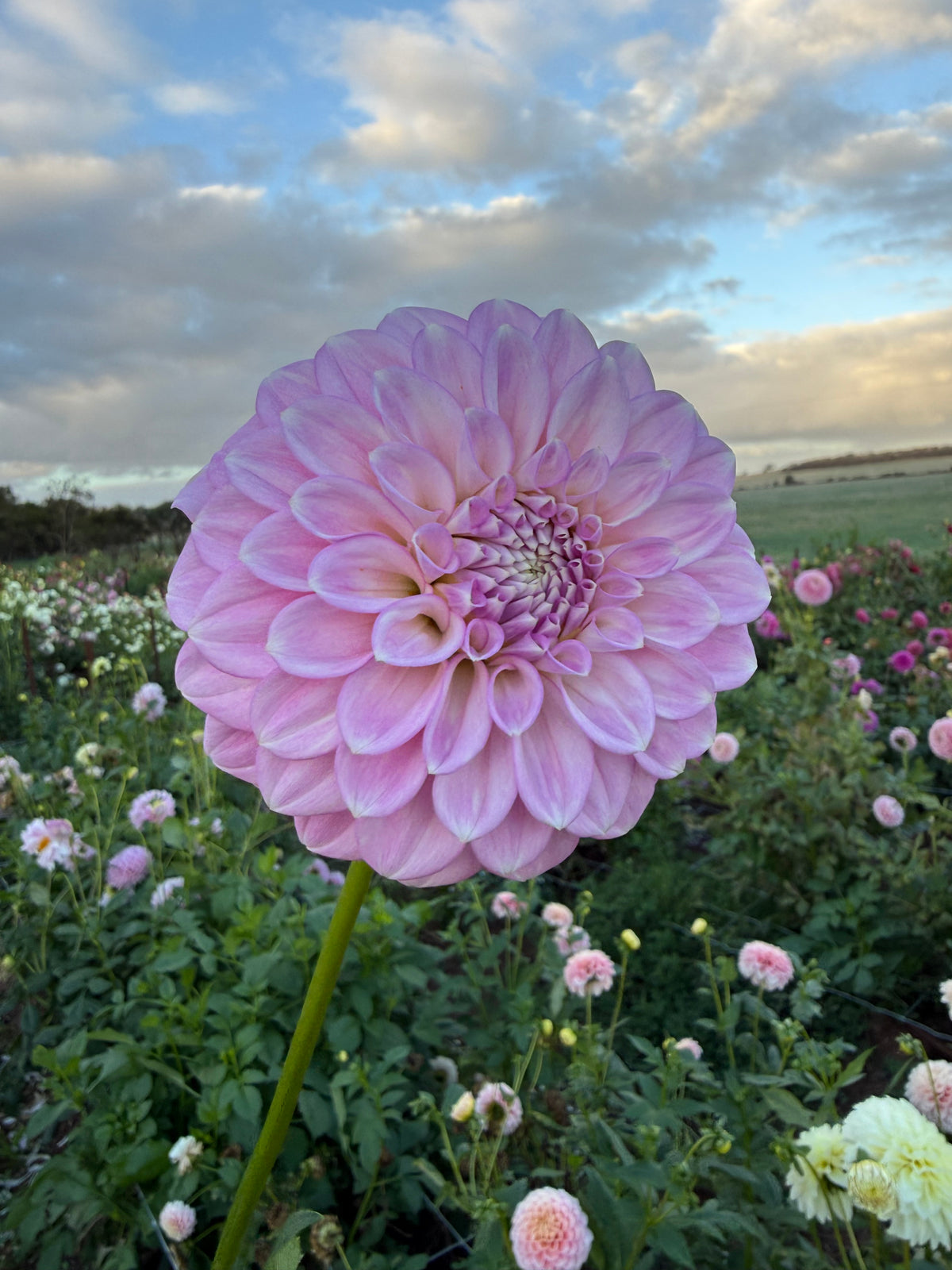 Lady Catherine (LIMIT OF 1 per person)