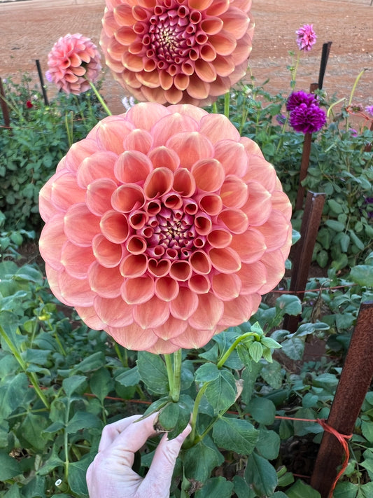 Devon Apollo (LIMIT OF ONE TUBER PER HOUSEHOLD)