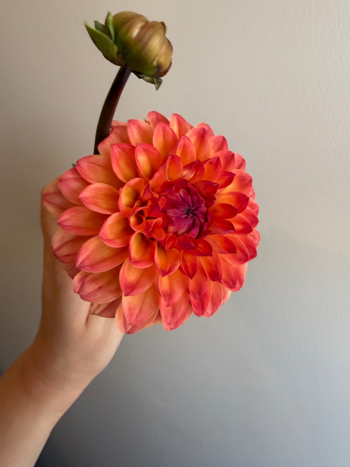 Tutti Fruitti