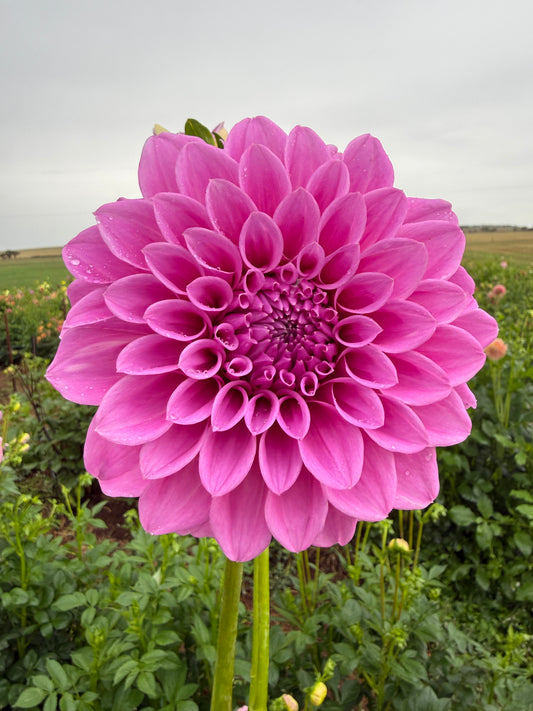 Coorabell Karen Seeds