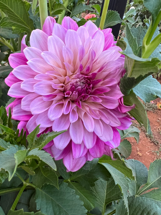 Florelie Cafe Violette