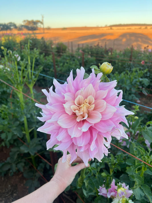 Cerise Rosebud