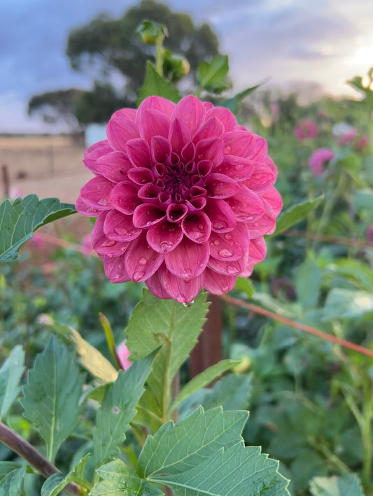 Dusty Rose