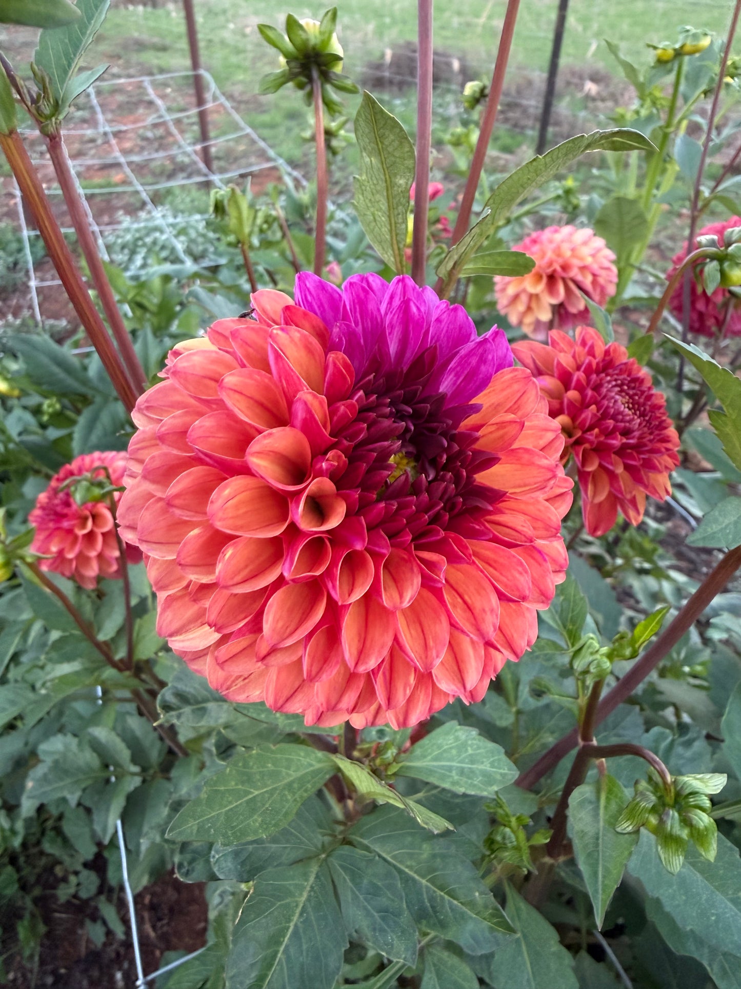 Unknown Burnt Orange