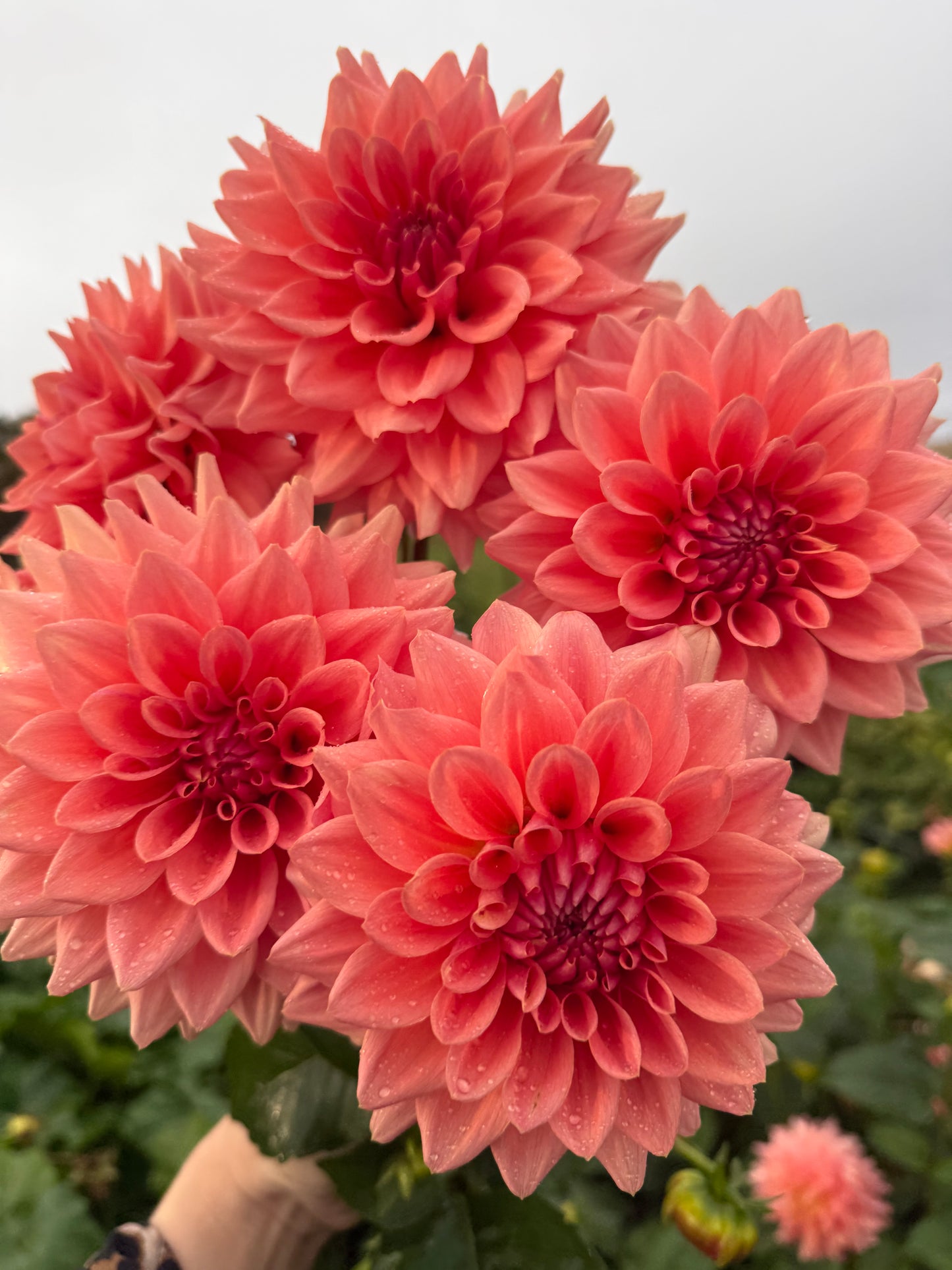 WV’s Victorian Blush